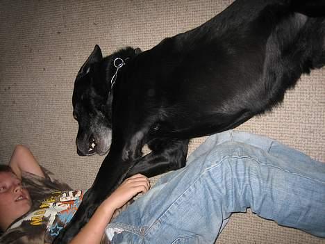 Blanding af racer Blackie - Leger sammen med min ven .... ;p billede 9