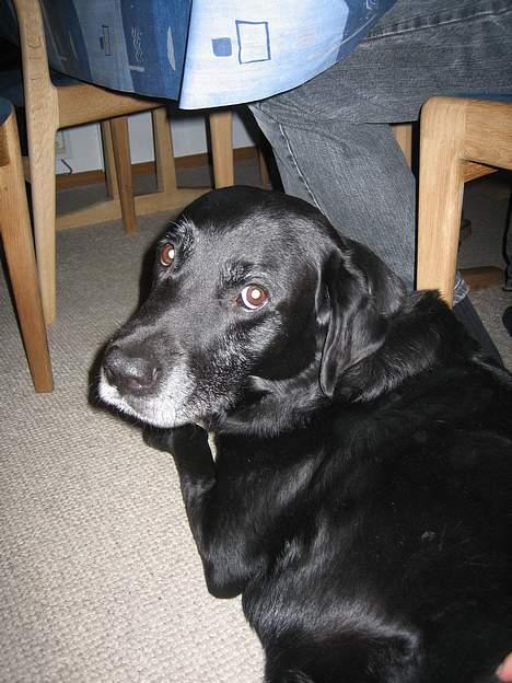 Blanding af racer Blackie - ligger her, imens de spiser..... nej nej jeg tikker ikk !! ellr ? ;P billede 10