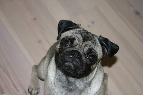 Mops moster billede 7
