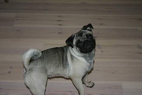 Mops moster billede 8
