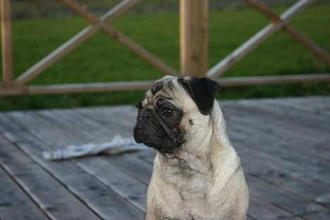 Mops moster billede 9