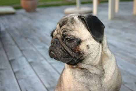 Mops moster billede 10