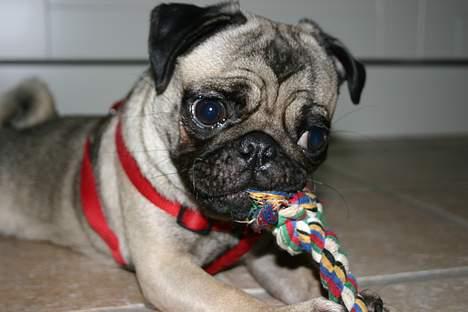 Mops moster billede 11
