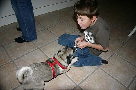 Mops moster billede 12