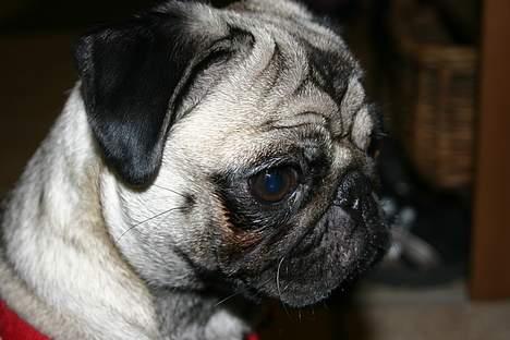 Mops moster billede 13