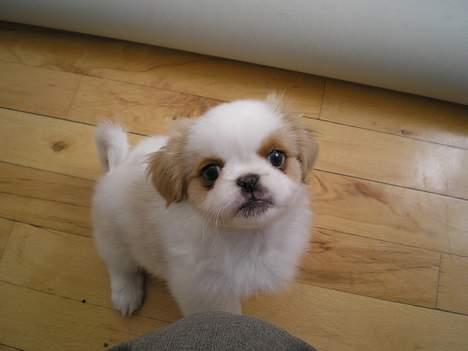 Blanding af racer Ollie billede 5