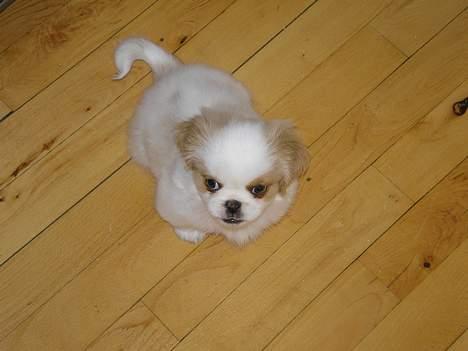 Blanding af racer Ollie billede 6