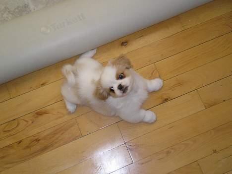 Blanding af racer Ollie billede 7