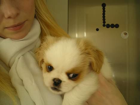 Blanding af racer Ollie billede 8