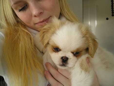 Blanding af racer Ollie billede 9