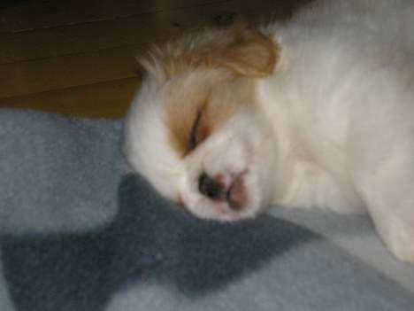 Blanding af racer Ollie billede 10