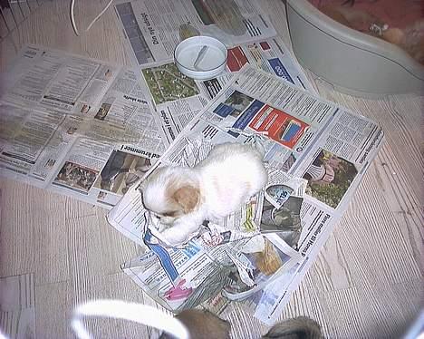 Blanding af racer Ollie billede 11