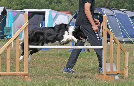 Border collie kay RIP 2017 billede 14
