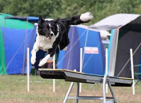 Border collie kay RIP 2017 billede 15