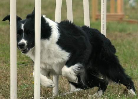 Border collie kay RIP 2017 billede 16