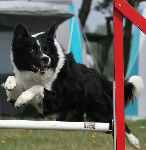 Border collie kay RIP 2017 billede 17