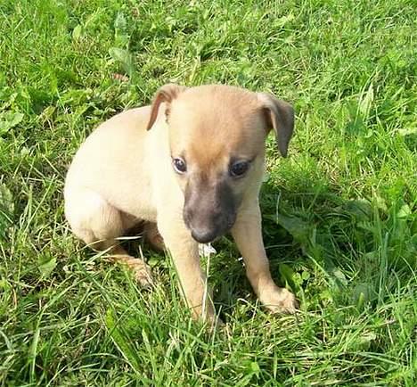 Whippet Aisha  billede 2