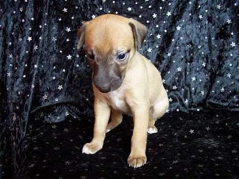 Whippet Aisha  billede 3