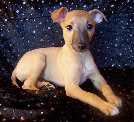 Whippet Aisha  billede 4