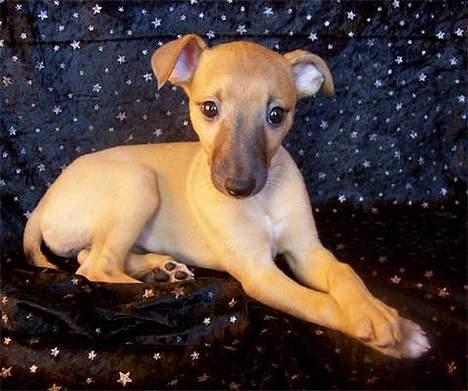 Whippet Aisha  billede 5