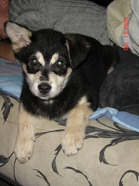 Blanding af racer Tiffany - SEEEEE....!! mit ene øre har rejst sig op... min nye mor håber også på at det andet rejser sig op... billede 12