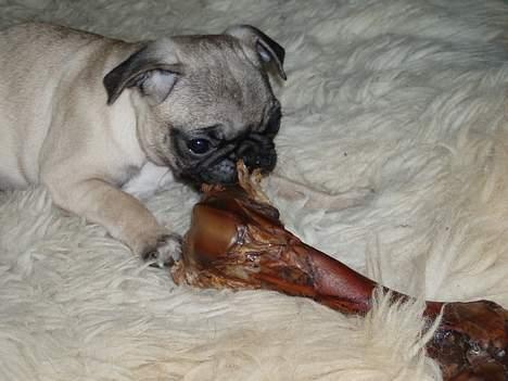 Mops Haley - Det her ben er altså bare lige sagen MUMS!!! billede 13