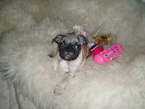 Mops Haley - ligger lige og flader den på mit lammeskind med legetøj igen igen billede 14