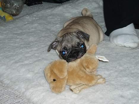 Mops Haley - Jeg skal gi den bamse... ja jeg skal billede 15