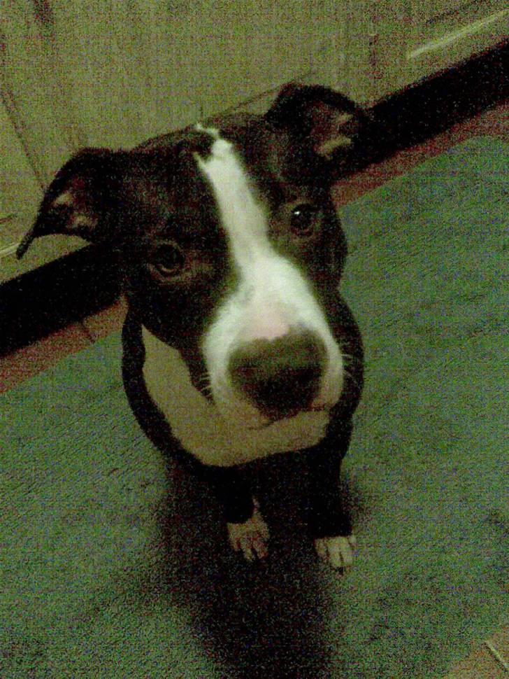 Amerikansk staffordshire terrier EFTER LYSNING: Flayer - den lille hun er blevet stor meget hurtigt billede 1