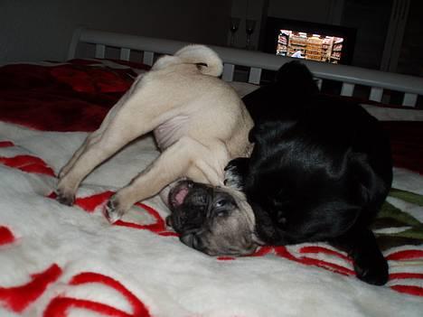 Mops Haley - en lille fight med min storebror billede 16