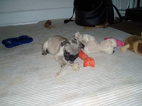 Mops Haley - det er bare livet det her billede 17