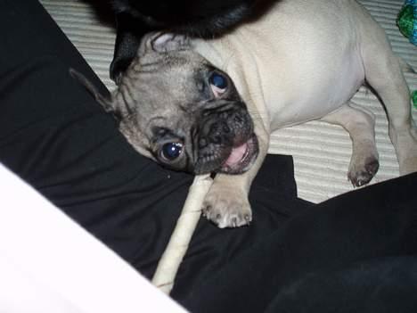 Mops Haley - den er god for mine baby tænder den her tygge dims billede 18