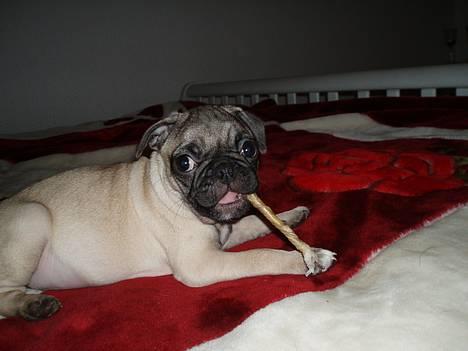 Mops Haley - uhmm.... det er altså bare for lækkert det her ben billede 19