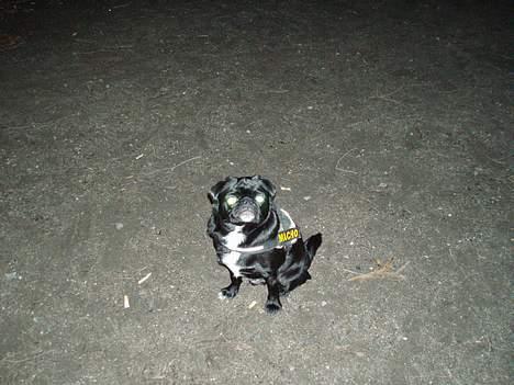 Blanding af racer Tipo - ser mine øjne scary ud eller HVA?? billede 9