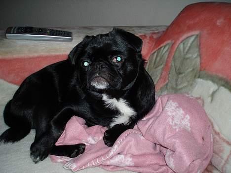 Blanding af racer Tipo - man er vel ikke altid lige fotogen billede 10