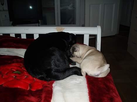 Blanding af racer Tipo - en lille lur med min nye lille søster billede 12