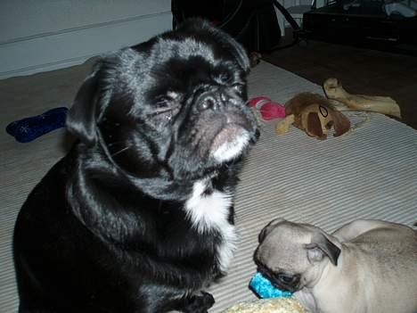 Blanding af racer Tipo - Tar lige en lur oprejst billede 13