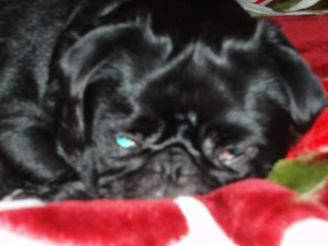 Blanding af racer Tipo - nu kan det snart være nok, mine ojne kan ikke mere billede 14