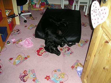 Labrador retriever Bess - Fed pude, meeen den er da for lille til mig :-) billede 8