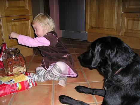 Labrador retriever Bess - Tab nu en til mig... billede 9