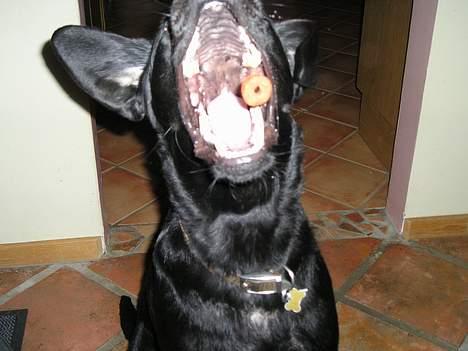 Labrador retriever Bess - Jeg kan gribe når bare det er en frolic... billede 10