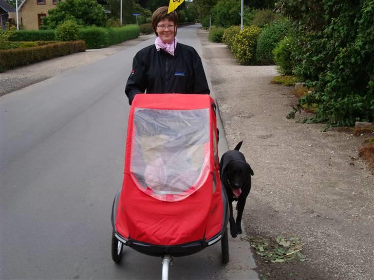 Labrador retriever Bess - mig og far. billede 11