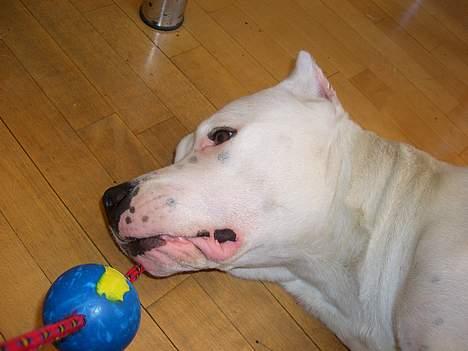 Dogo argentino C h i l i  billede 2