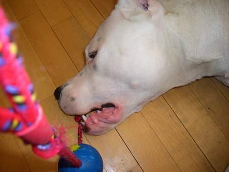 Dogo argentino C h i l i  billede 3