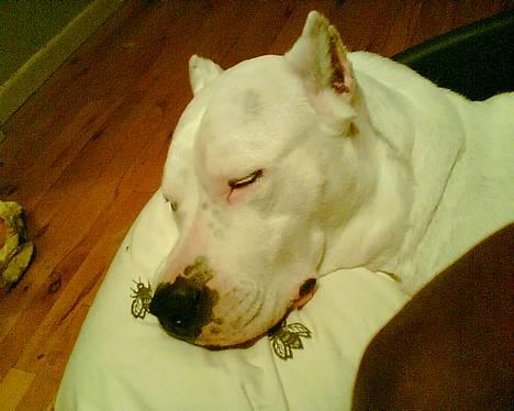 Dogo argentino C h i l i  billede 4