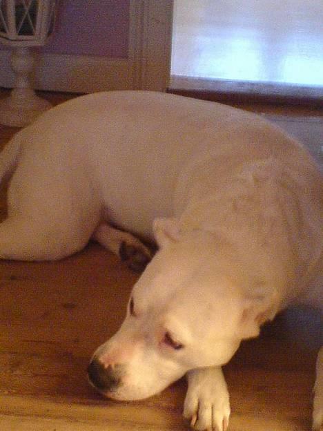 Dogo argentino C h i l i  billede 5