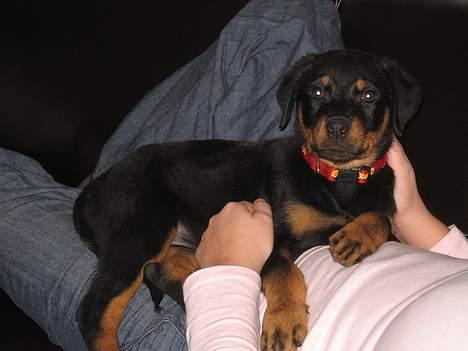 Rottweiler R.I.P Jessie pigen <3 - Her er jeg bare rigtig flot, og rigtig stolt af at ligge oppe på mors mave... billede 8