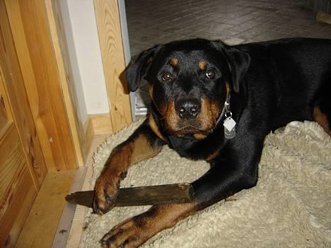 Rottweiler Fønix - Du tager ikke min pind vel...!? billede 16