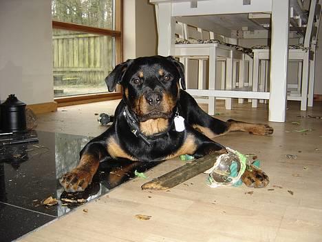 Rottweiler Fønix - Jeg er SÅ godt til at svine! billede 17