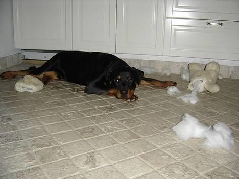 Rottweiler Fønix - Det er virkelig hårdet at ødelægge sin bamse billede 18